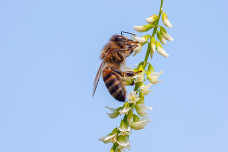 honey bee collecting pollen from flowerの写真素材