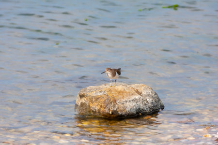 Common sandpiper, Tringa totanus, single bird on rock, Crete, Greeceの写真素材
