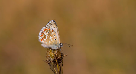 Common Blue butterfly (Polyommatus icarus) sitting on a flower