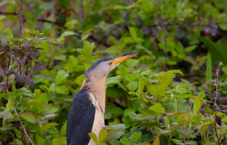 big water bird in the tree, Little Bittern, Ixobrychus minutus