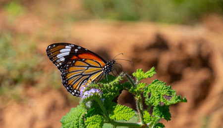 butterfly on a flower in the garden, note shallow depth of fieldの写真素材