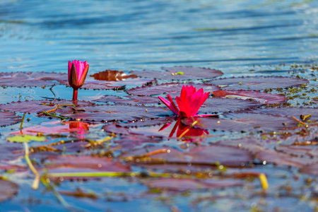Pink Lotus Flower Or Water Lily Floating On The Water, Myanmarの写真素材