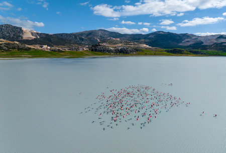 Flamingos in the Lagoonの写真素材