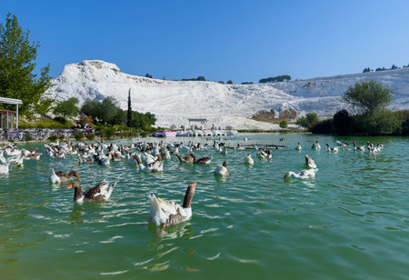 Geese swimming in Pamukkale, Turkeyの写真素材