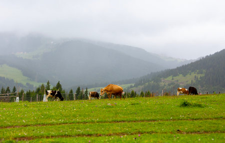 Cows grazing in a green meadow with mountains in the backgroundの写真素材