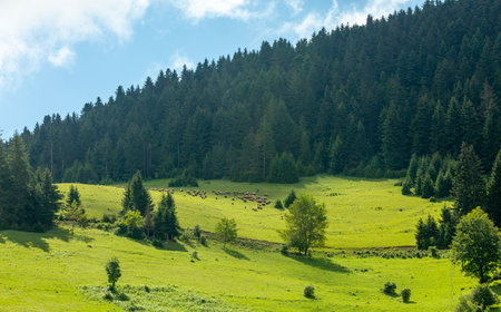 Giresun Province, Kulakkaya highland lush nature and houses and animals in the highlandの写真素材