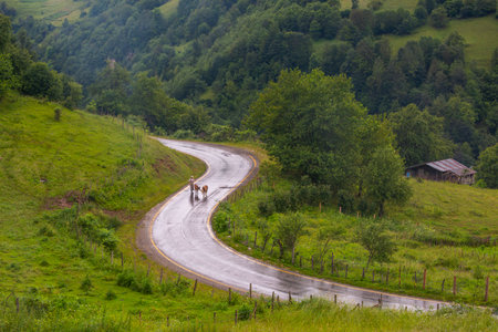 Rural road in the Carpathians. Ukraine, Europe.の写真素材