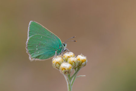 butterfly on flower in the nature or in the garden.の写真素材