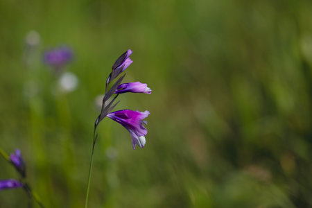 Purple wildflowers in the meadow. Selective focus.の写真素材
