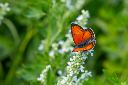 Butterfly on a flower in nature. Shallow depth of field.の写真素材