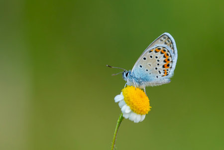 green background and blue little butterfly