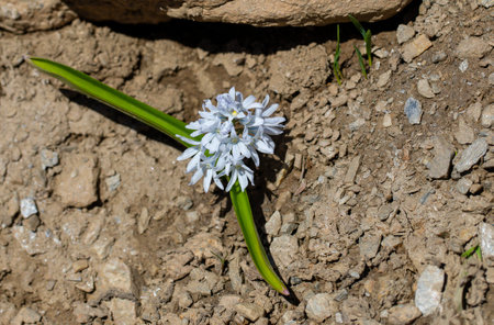 Close up of small spring flower called Puschkinia Scilloides.