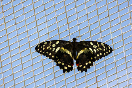 Butterflies in the butterfly park of Selcuk District, Konya Province