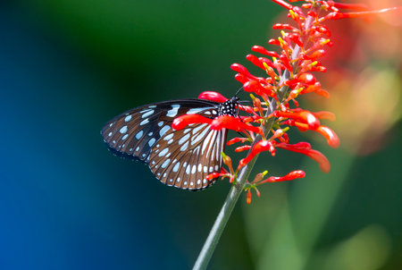 Butterflies in the butterfly park of Selcuk District, Konya Province
