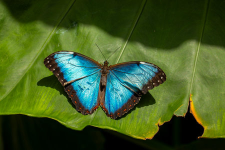 Butterflies in the butterfly park of Selcuk District, Konya Province