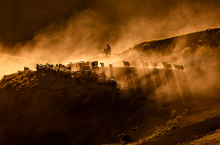 Silhouette of a shepherd with his herd on the mountainの写真素材