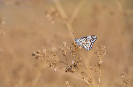 Butterfly on a dry grass in the meadow in autumnの写真素材