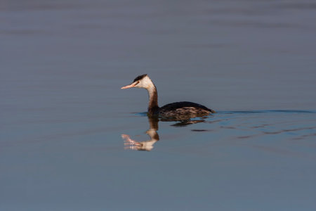 beautiful big bird gliding on the water, Great Crested Grebe, Podiceps cristatus
