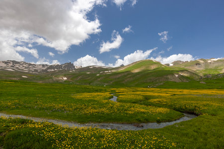 Mountain meadow with yellow flowers and blue sky with white cloudsの写真素材