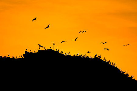 Silhouette of a flock of birds on a hill at sunsetの写真素材