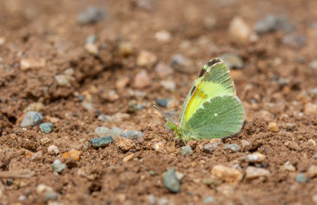 Butterfly on the ground in the garden, nature background.の写真素材