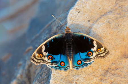 Butterfly on the stone in the morning light. Close up.