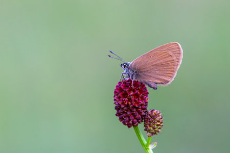 Butterfly on a flower in a summer meadow, macro