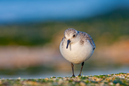 Sanderling (Calidris alba) in the nature