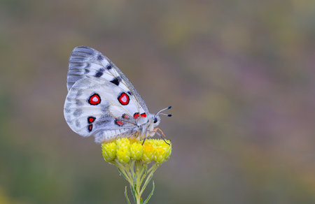 butterfly on a flower in the garden,colorful background
