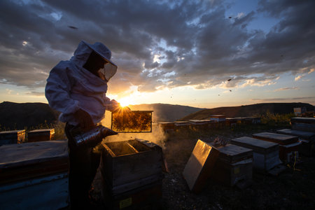 Beekeeper in protective suit and mask working on honeycomb frame at sunset