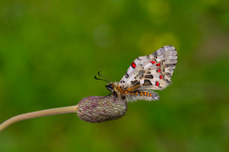 Butterfly on a flower, close-up, macro.