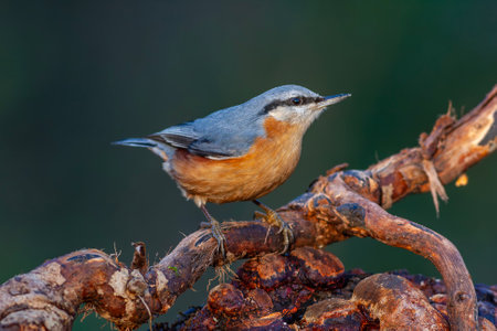 Nuthatch (Sitta europaea) perched on a branch