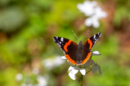 Vanessa atalanta, red admiral butterfly on a flower