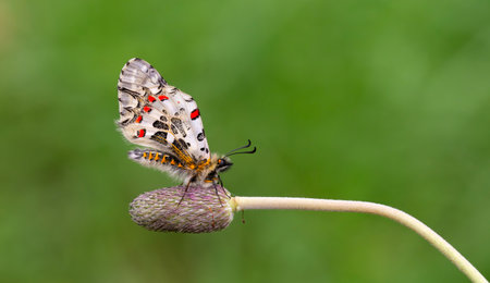 butterfly on flower in the nature or in the garden.