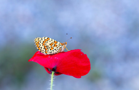 butterfly on red poppy flower in the garden with copy spaceの写真素材