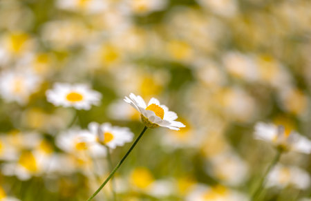 chamomile flowers on a meadow in the summer. macro