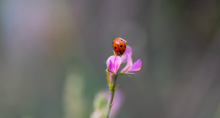 Ladybug on a pink flower in the meadow. Macro.