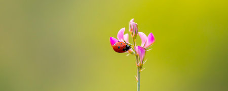 Ladybug on a pink flower in the meadow. Macro.の写真素材