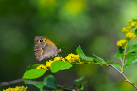 Butterfly on yellow flower (Solidago virgaurea)の写真素材