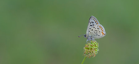 butterfly on a plant in the meadow, nature series