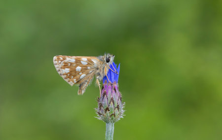 Butterfly on a cornflower in a meadow in summerの写真素材