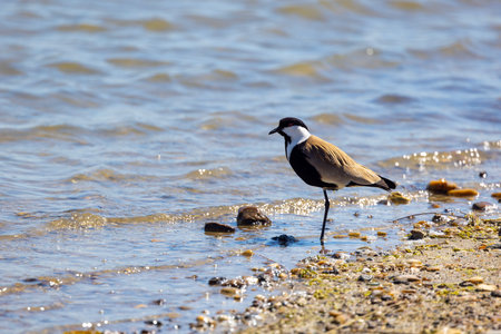 Northern lapwing (Vanellus vanellus) on the shore of the lakeの写真素材
