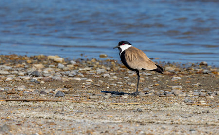 Red-wattled lapwing (Vanellus vanellus)の写真素材