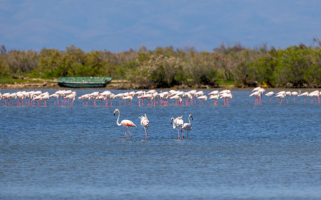 Flamingos in the lagoon of Camargue, Franceの写真素材