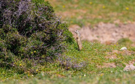 European ground squirrel, Spermophilus citellus, single mammal on grassの写真素材