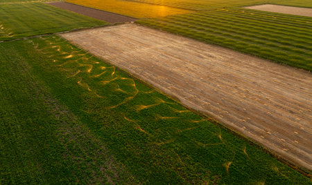 Aerial view of agricultural field with tractor tracks at sunset, Polandの写真素材
