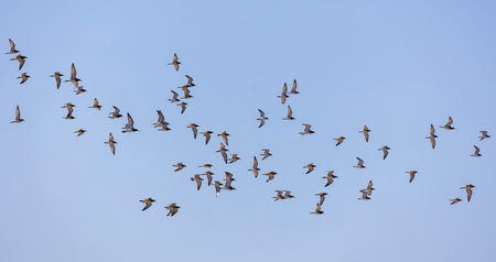 Flock of Pigeons Flying in a Blue Sky as a Backgroundの写真素材