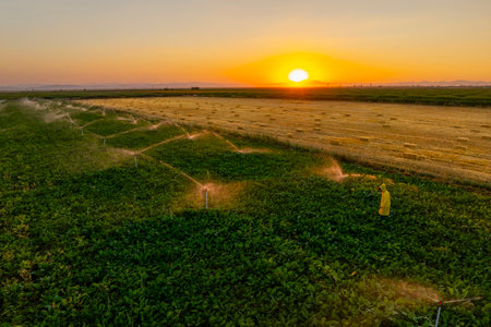Aerial view of strawberry plantation at sunset.