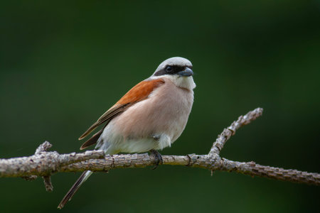 Red-backed Shrike (Lanius collurio)の写真素材