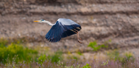 Great blue heron (Ardea herodias) in flightの写真素材